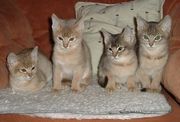 CFA Abyssinian Kittens for Sale