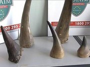 Best Rhino Horns for sale