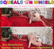 Best Massachusetts Miniature Teacup Pigs