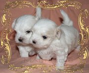 MALE AND FEMALE MALTESE PUPPIES FOR SALE