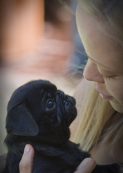 Affectionate Black pug Puppy For Adoption
